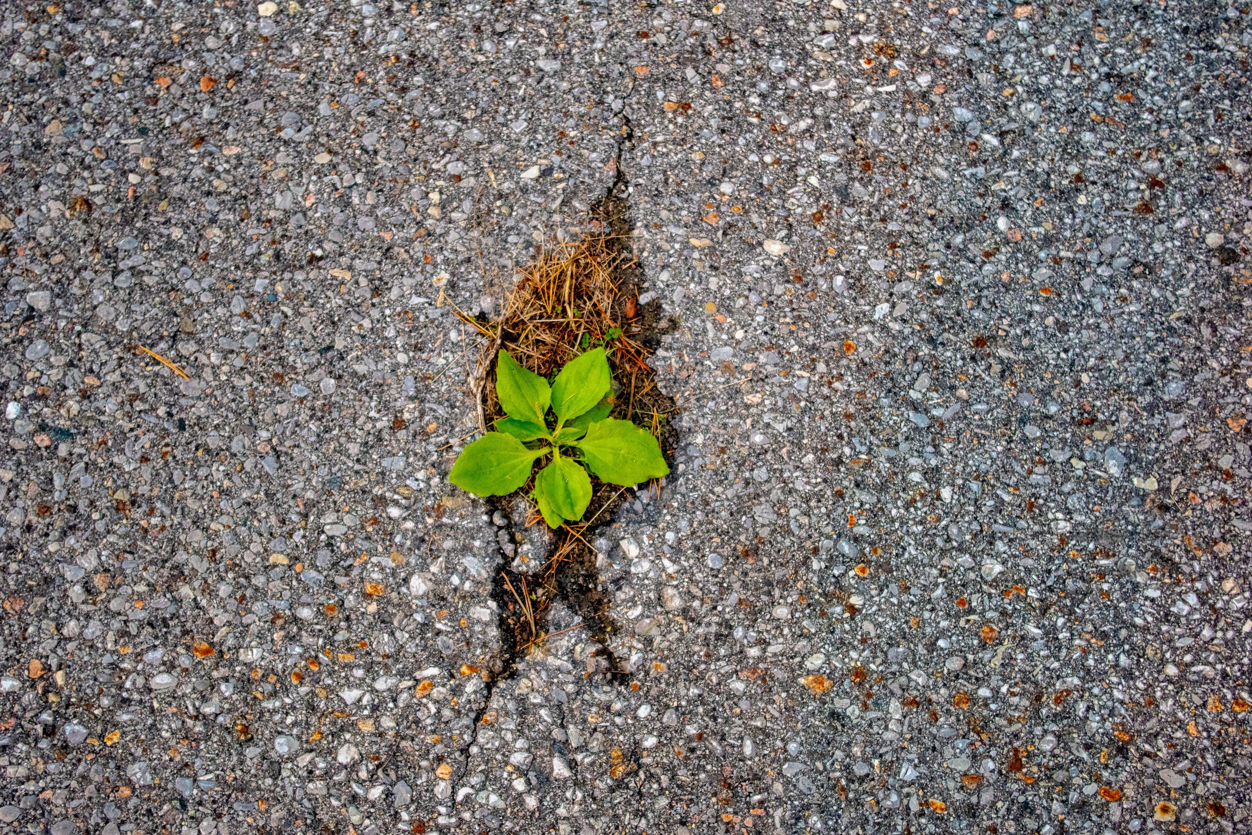 Resilient. Resilience4j. Macro-Resilience illustration. Resilience.